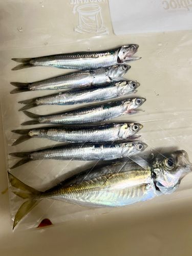 カタクチイワシ