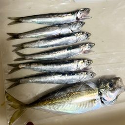 カタクチイワシ