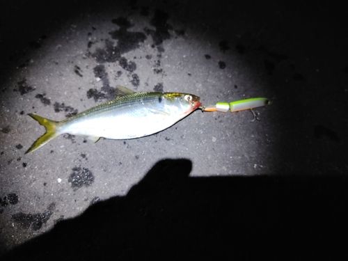 コノシロの釣果