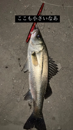 シーバスの釣果