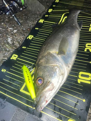 シーバスの釣果