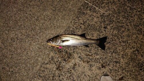 セイゴ（マルスズキ）の釣果