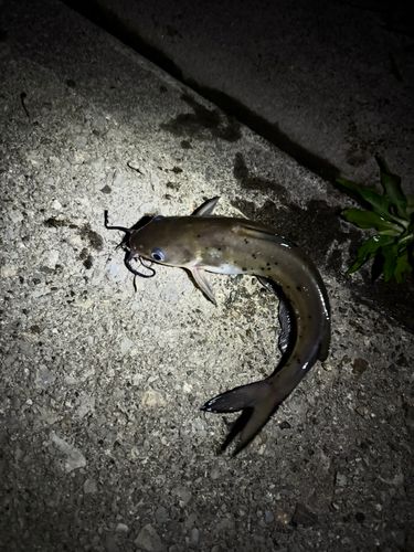 アメリカナマズの釣果