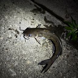 アメリカナマズ