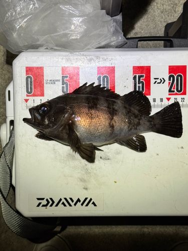 メバルの釣果