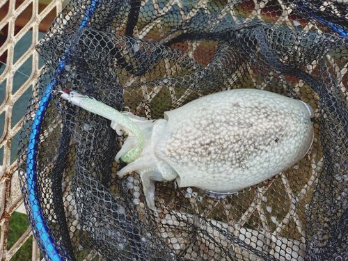 シリヤケイカの釣果