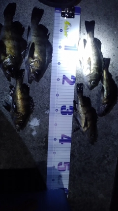 クロメバルの釣果