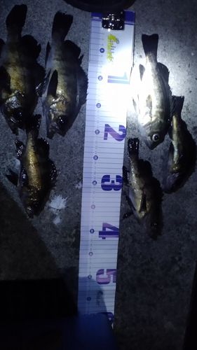 クロメバルの釣果