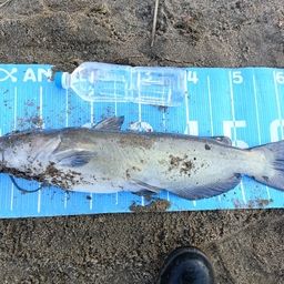 アメリカンキャットフィッシュ