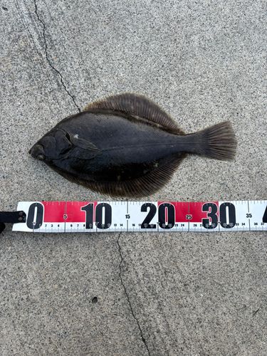 マコガレイの釣果