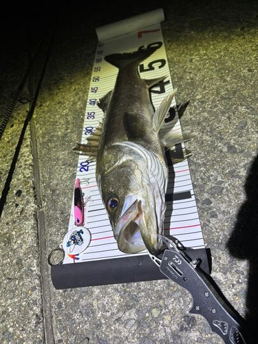 シーバスの釣果