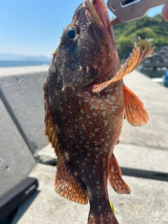 ウッカリカサゴの釣果