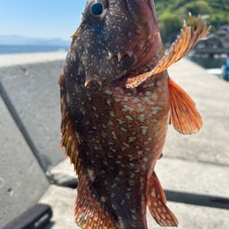 ウッカリカサゴ