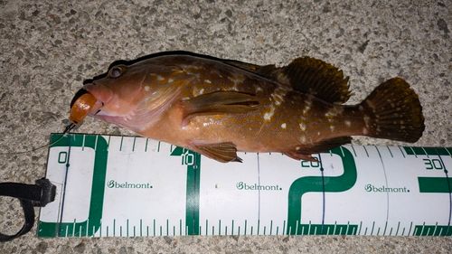 アコウの釣果