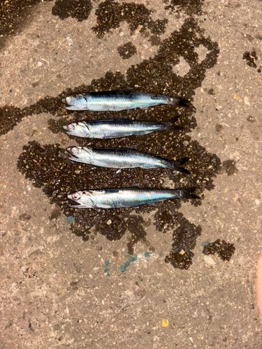 カタクチイワシの釣果