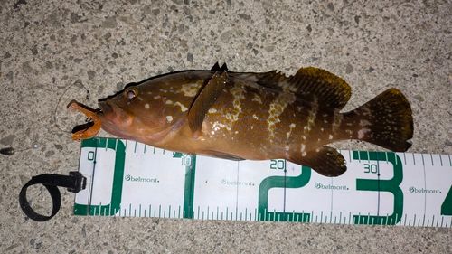 アコウの釣果