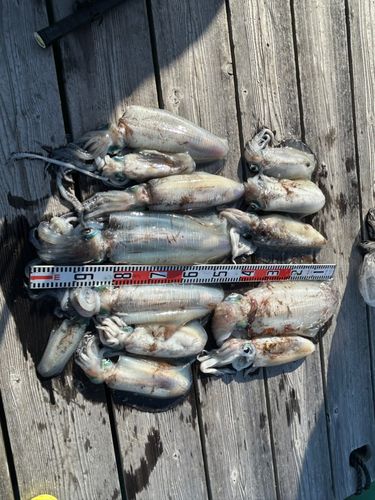 アオリイカの釣果