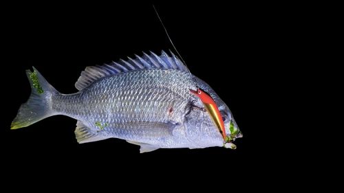 キビレの釣果