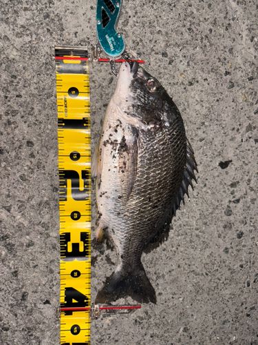キビレの釣果