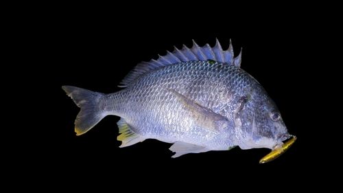 キビレの釣果