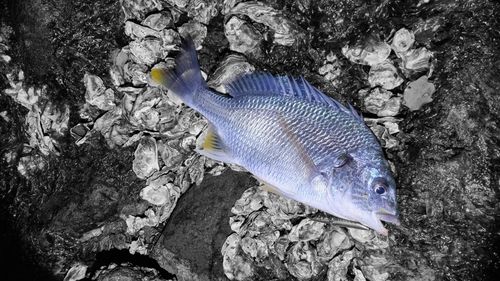 キビレの釣果