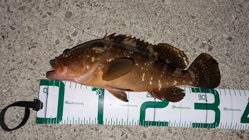 アコウの釣果