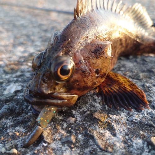 ムラソイの釣果