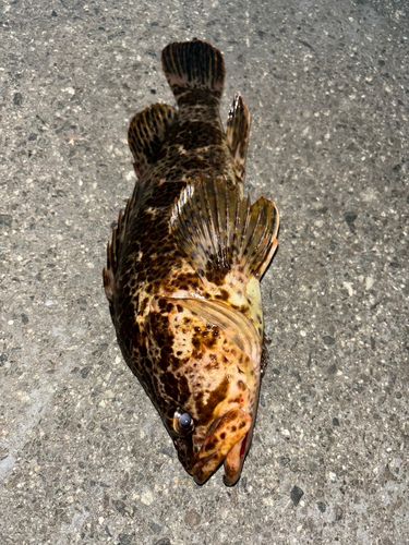 タケノコメバルの釣果