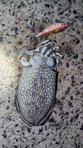 シリヤケイカの釣果