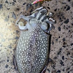 シリヤケイカ