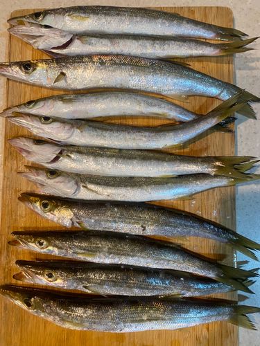 カマスの釣果