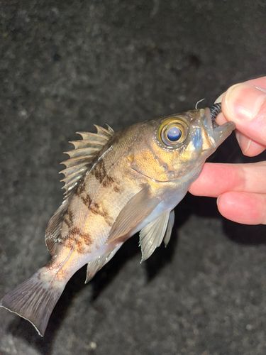 シロメバルの釣果