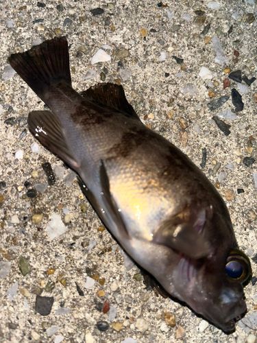 シロメバルの釣果