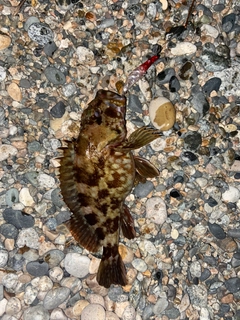 カサゴの釣果