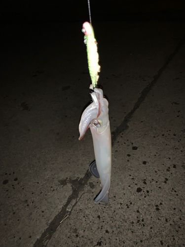 ヤリイカの釣果