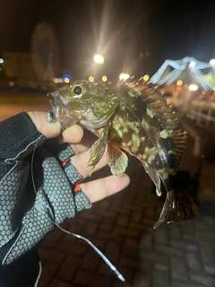 カサゴの釣果