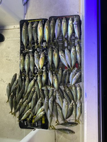 マアジの釣果
