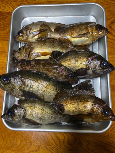 メバルの釣果