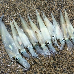 ヤリイカの釣果