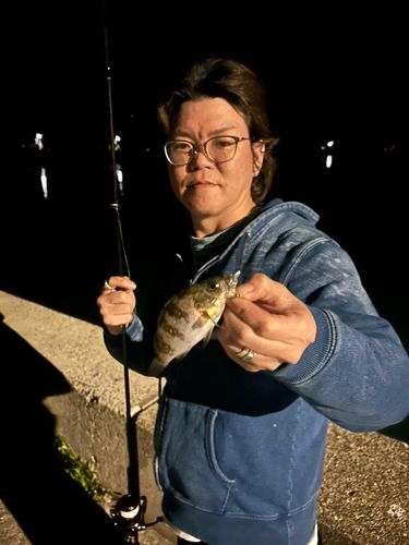シロメバルの釣果