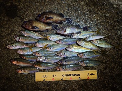 アジの釣果