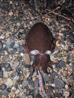 コウイカの釣果