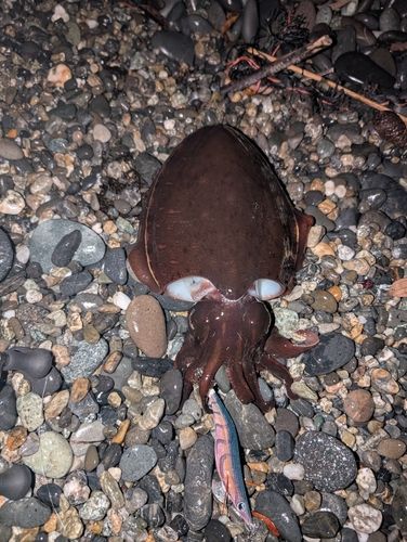 コウイカの釣果