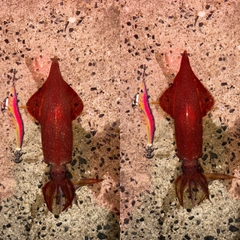ヤリイカの釣果