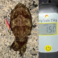 カミナリイカの釣果