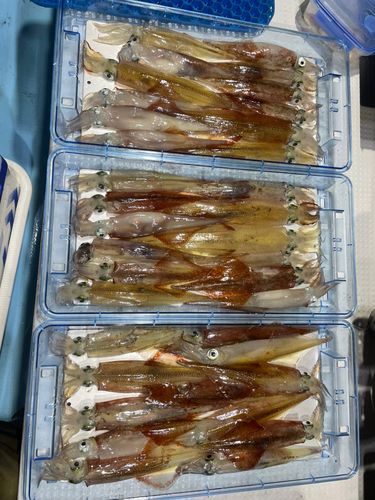 ヤリイカの釣果