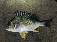 キビレの釣果