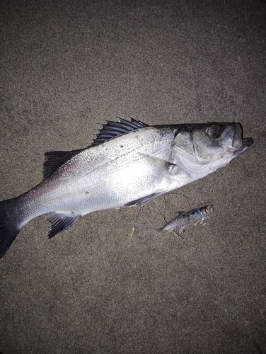 セイゴ（ヒラスズキ）の釣果