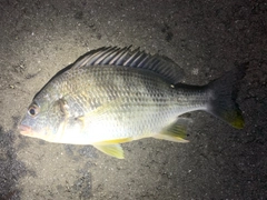 キビレの釣果