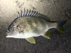 キビレの釣果